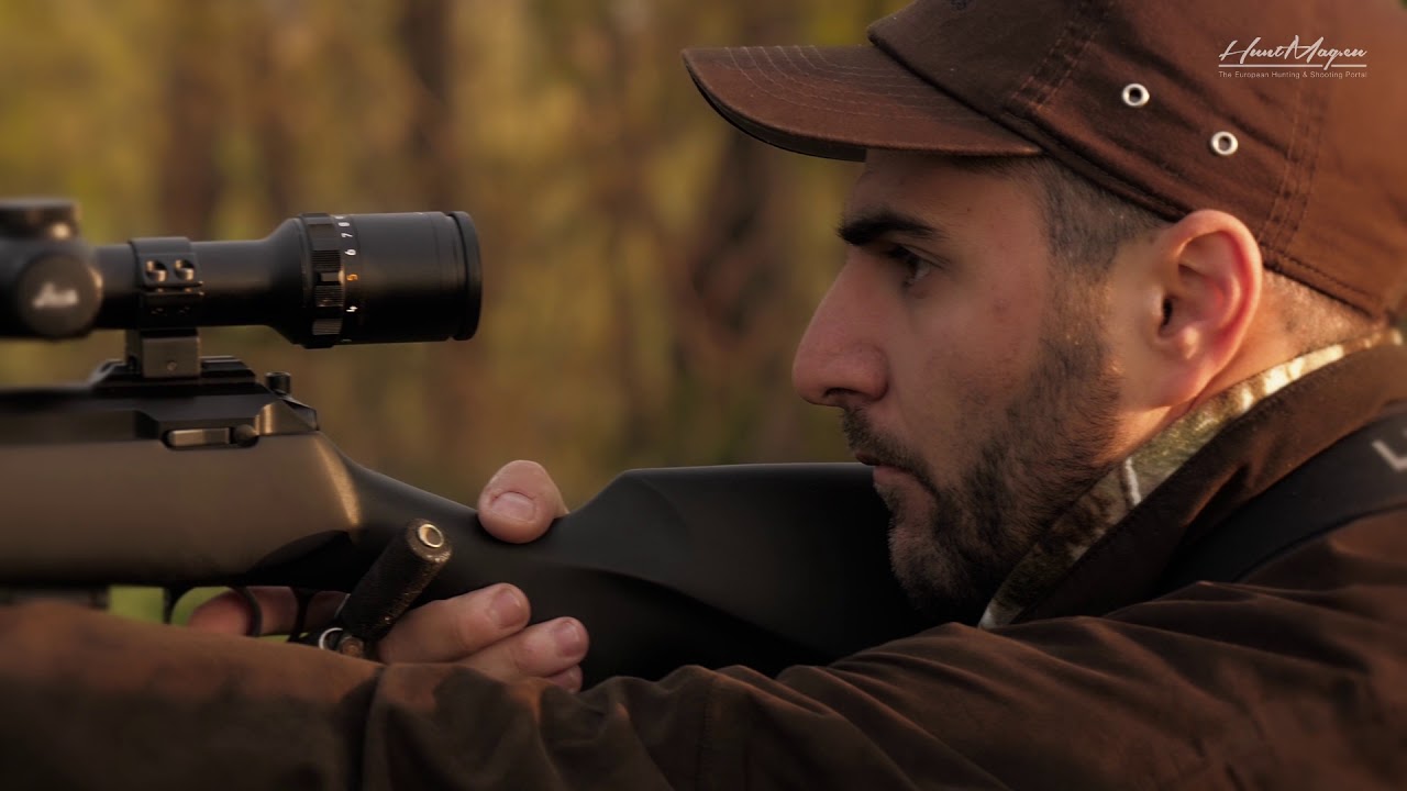 Hunting Roe bucks in Hungary