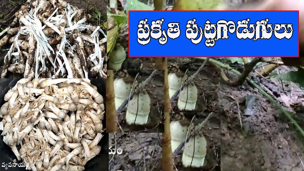 Mushrooms  Nature telugu // puttagodugulu 2020 // ప్రకృతి  పుట్టగొడుగులు