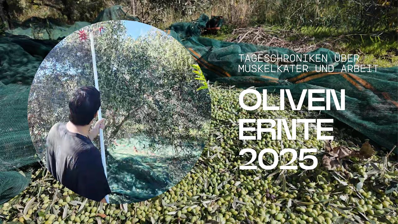 Olivenernte 2025/26 – Alltag, Muskelkater & Gemeinschaft