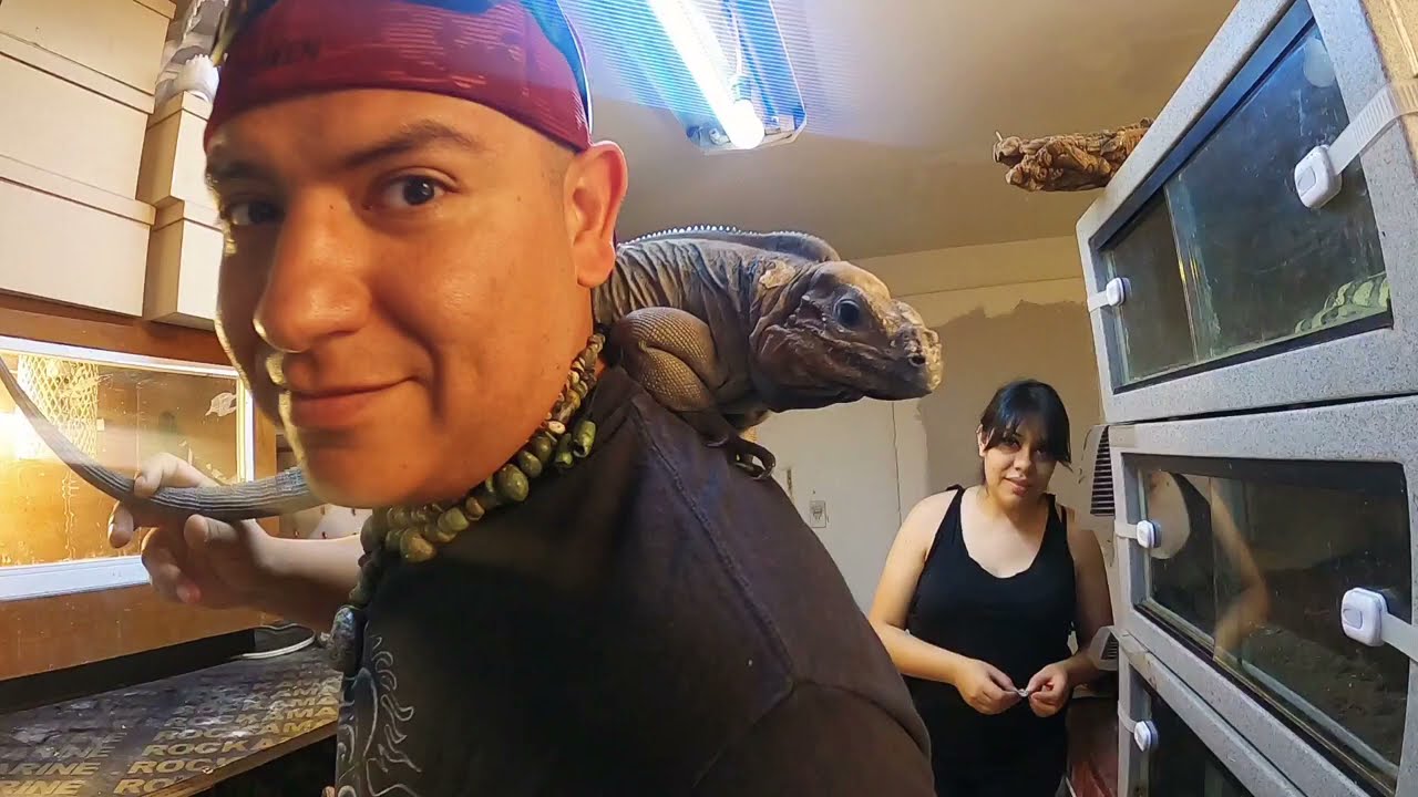 Los Reptiles secretos de CharlyRock y su nuevo reptilroom (exclusiva). Montón de helodermas 😵