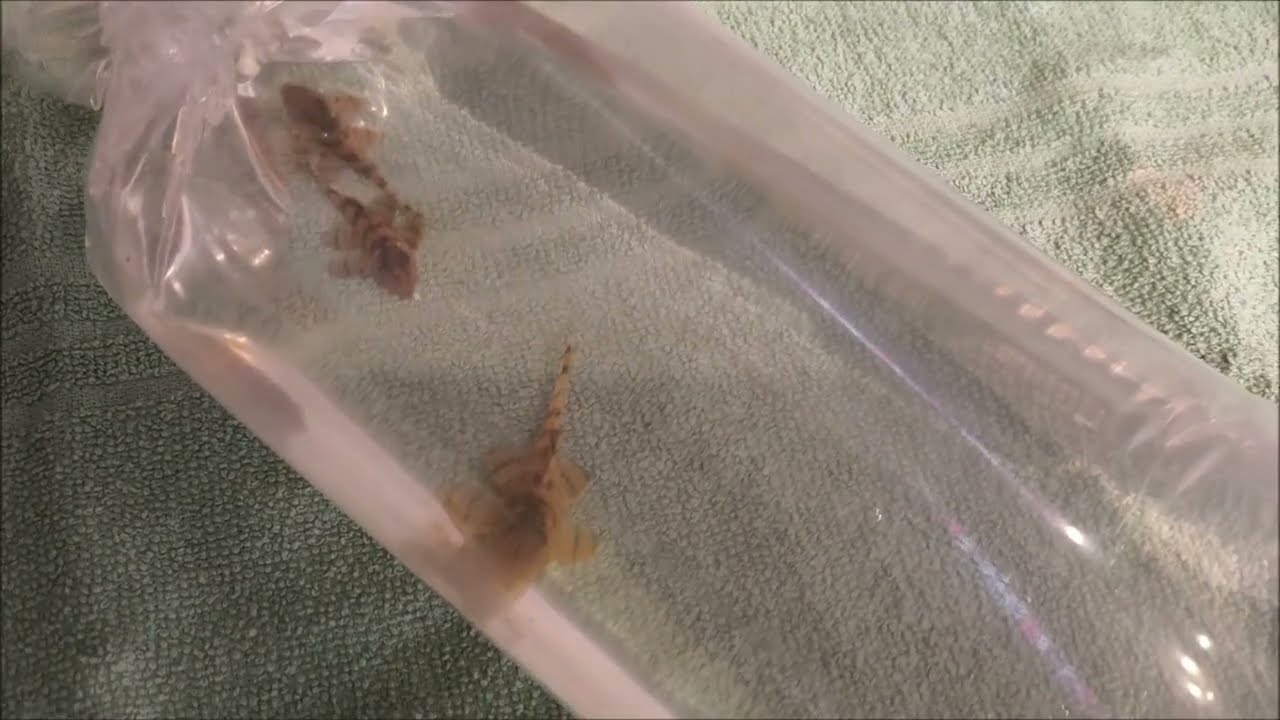 Ooostatnie pleco L397
