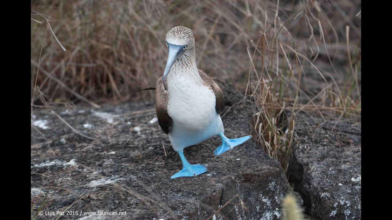 Piqueros de Patas Azules