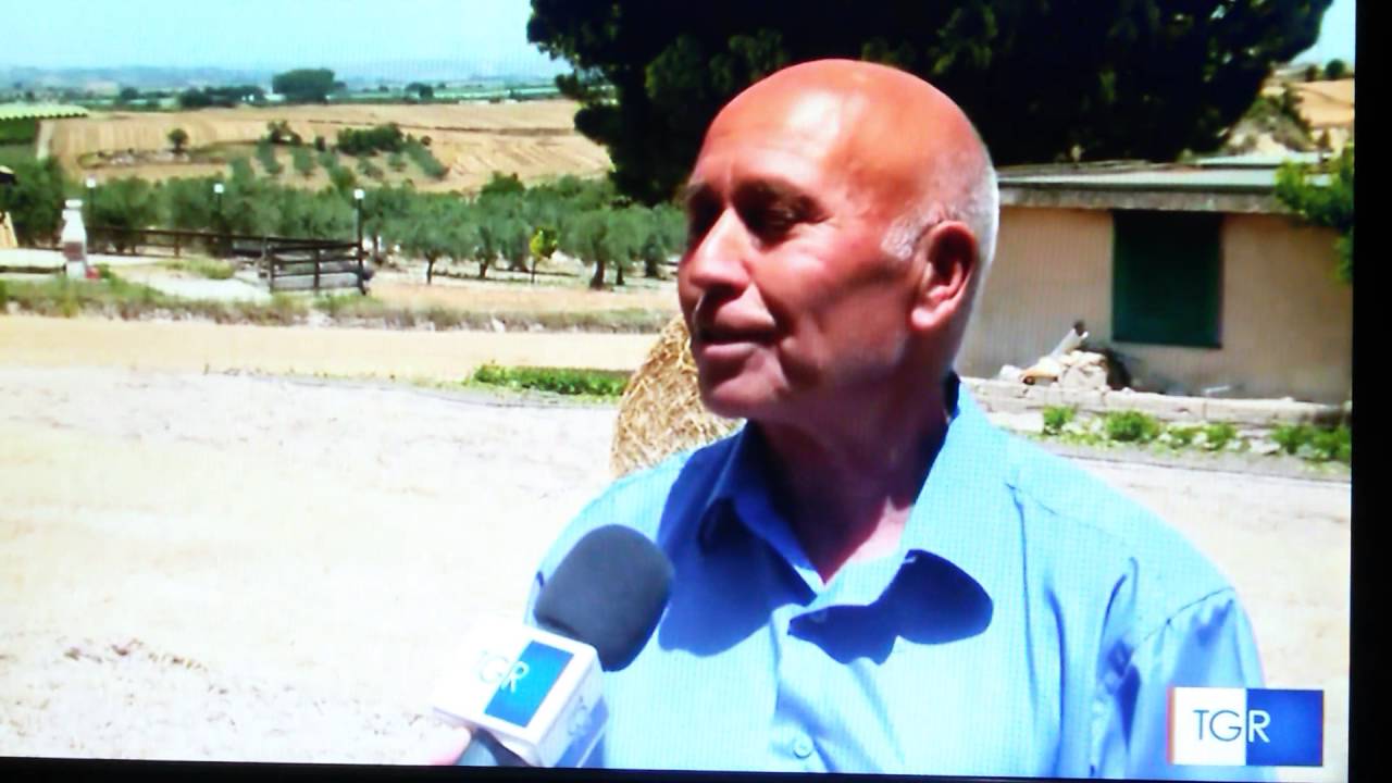 Cicerchia di Licodia Eubea -TG3 Regione Edizione del 28/06/2016 - 19.30