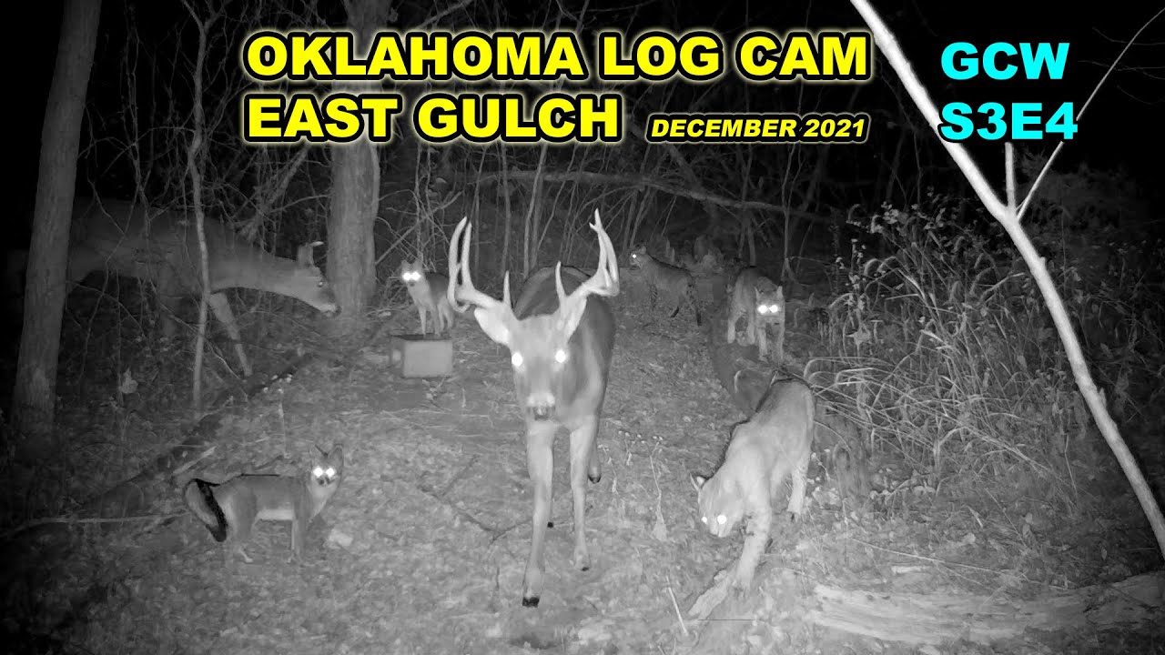 Oklahoma Log Cam East Gulch December 2021 S3E4 #gamecam #trailcam #wildlife