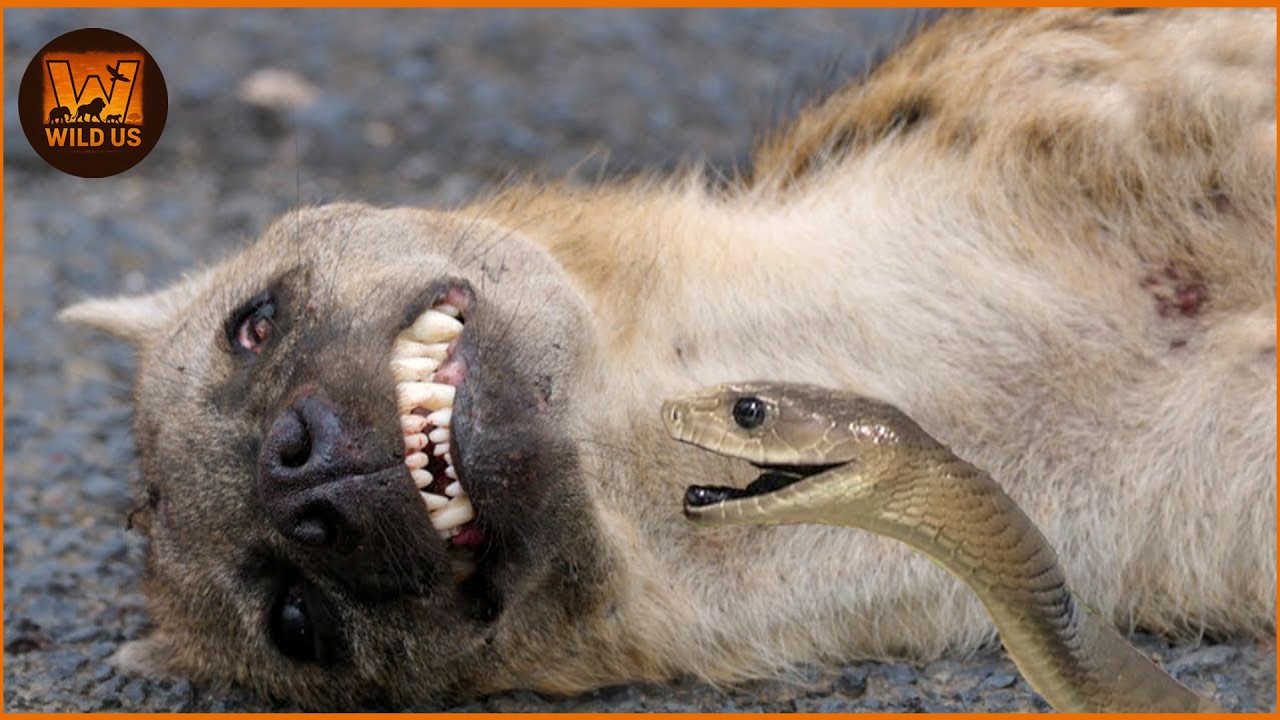 Deadliest Snake Attacks Caught on Camera | Wild Animals