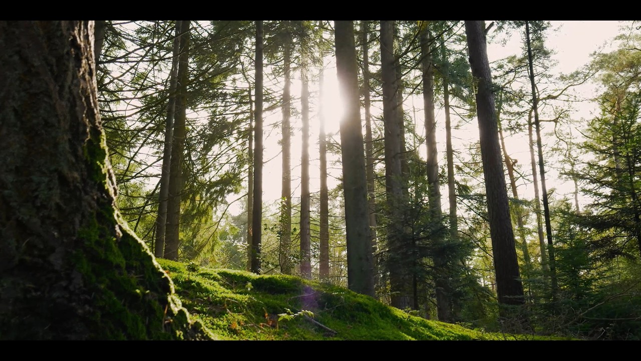 Natural Forest Sounds 🌿Relaxing Nature Ambience NO MUSIC for Sleep & Study