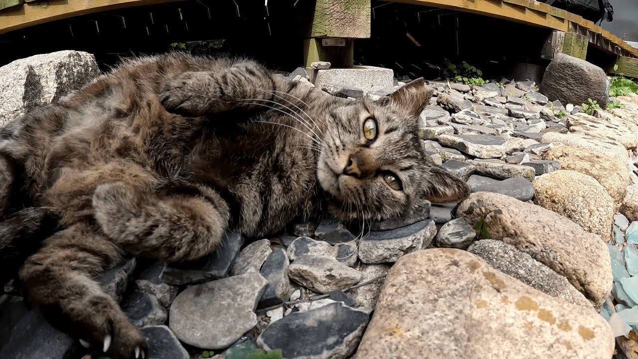 男木島　「ちょうどいいところにきたからモフれ！」とお腹を放り出してゴロンと寝転がるキジ猫ちゃん、その後で抜かりなくボディチェックまでされたでござる