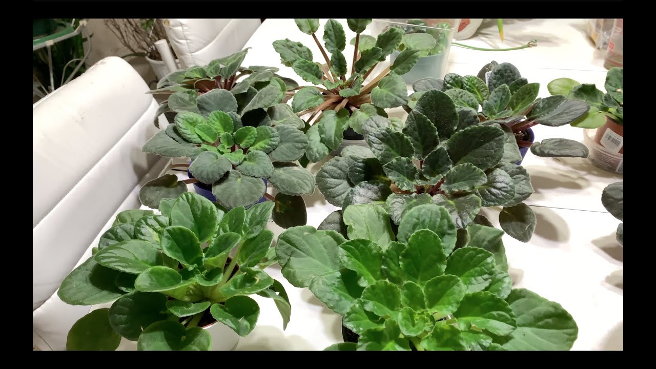 100%Tested Method-Everything About Watering And Overwatering African Violets