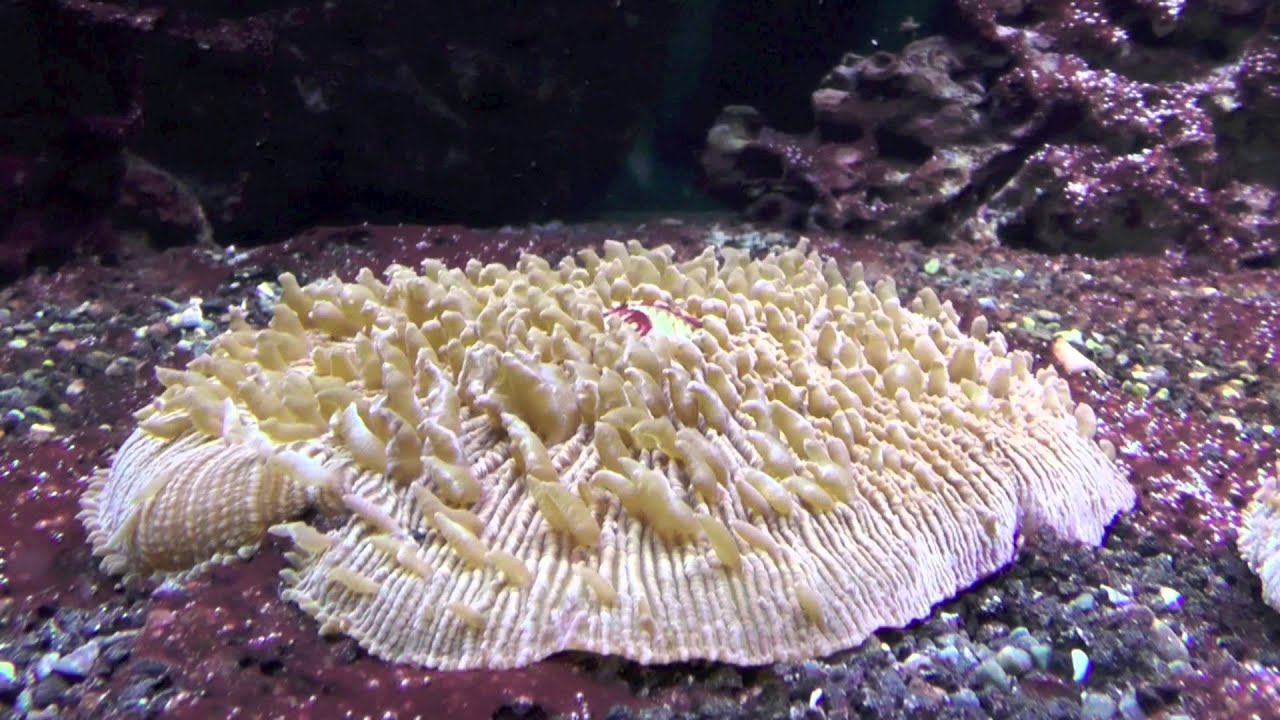 Scheibenanemone