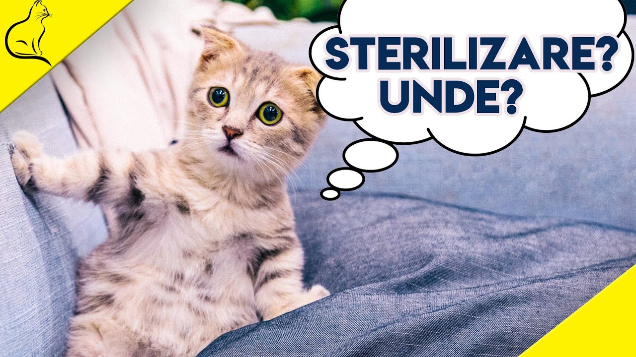 Sterilizare Pisici - Tot Ce Trebuie Sa Stii