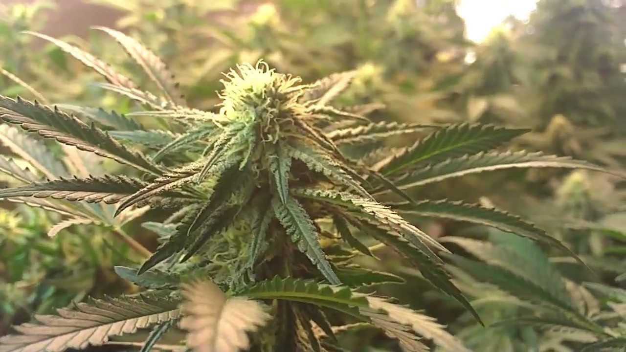 medical marijuana induction grow light! HD