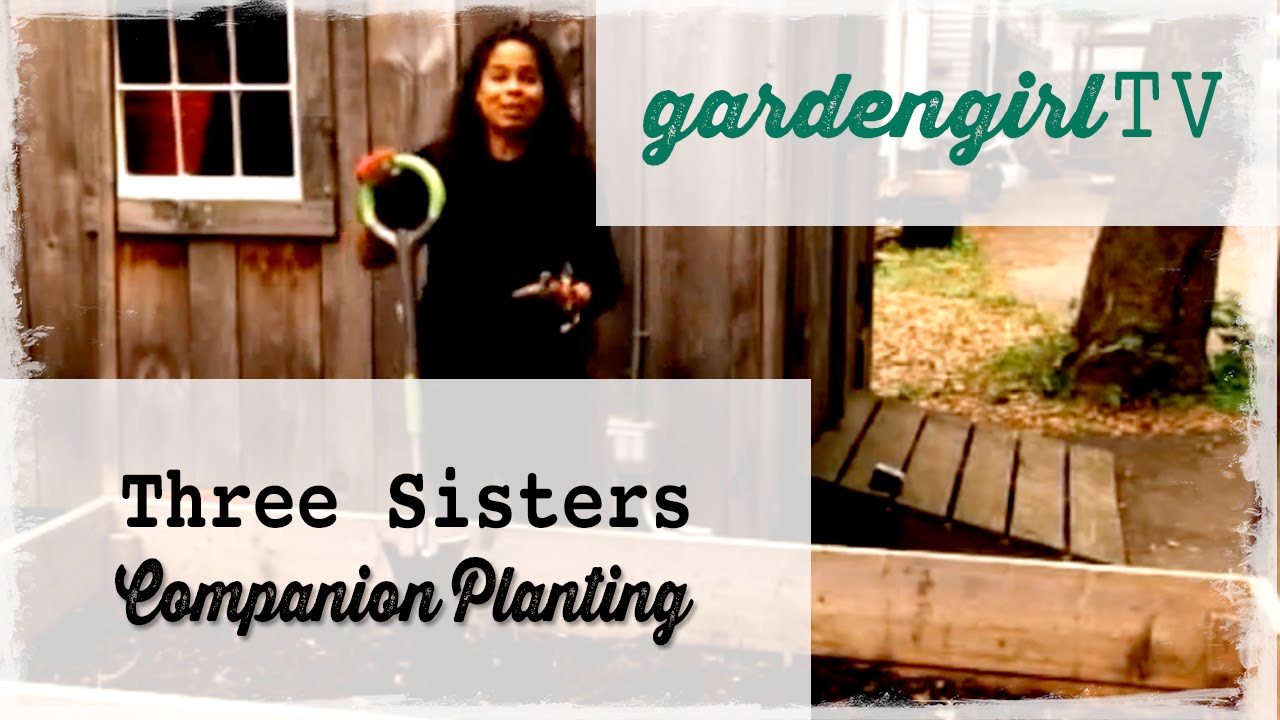 Vegetable Gardening: Three Sisters Companion Planting