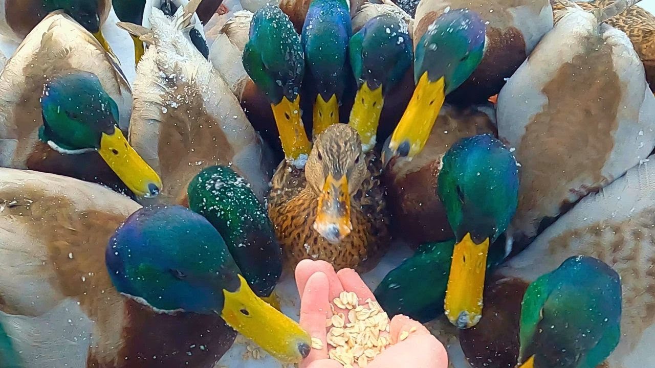 Another Hectic Artic Duck Hand Feeding [4K] Mallard Ducks