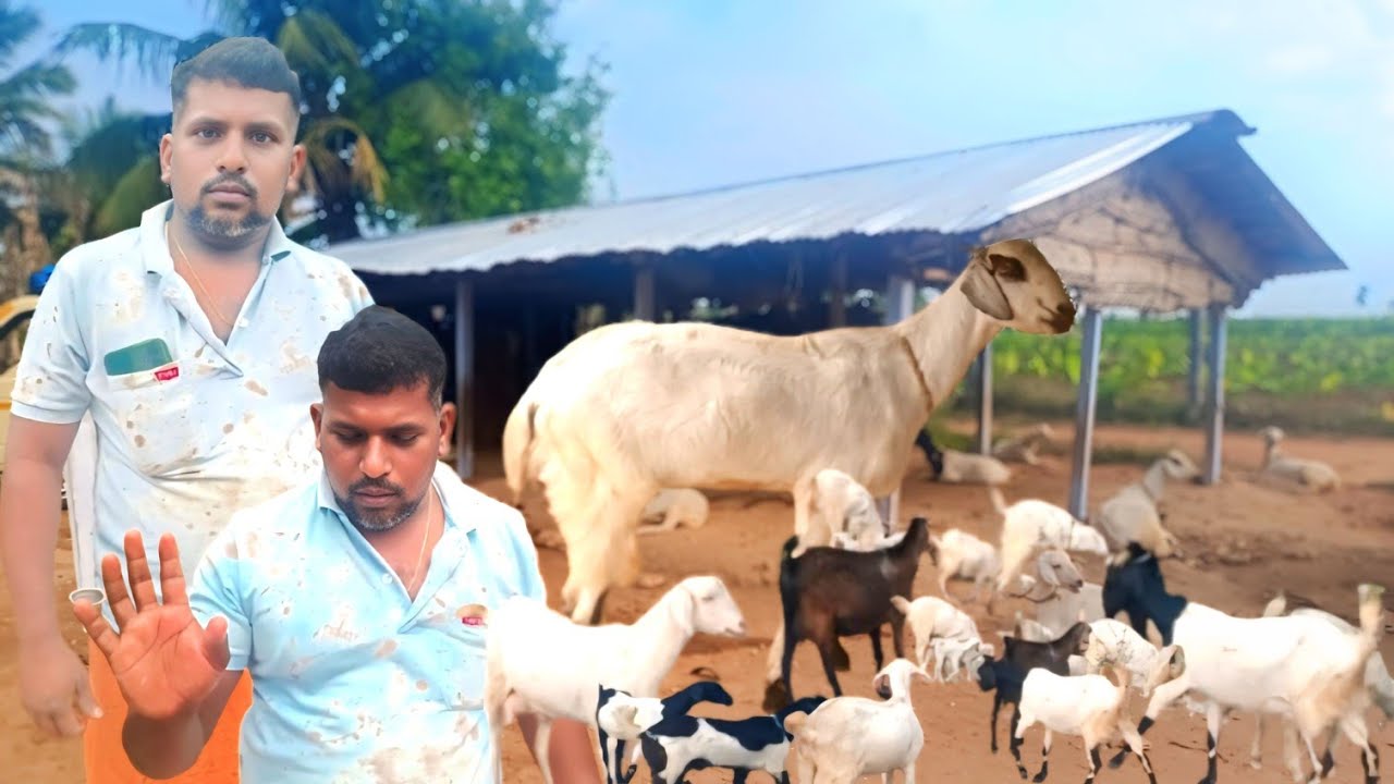 நாட்டு வெள்ளாடுகள் பாசத்துடன் வளர்க்கும் குடும்பம் | Goat Farm ideas in tamil | Siva Arun Tv