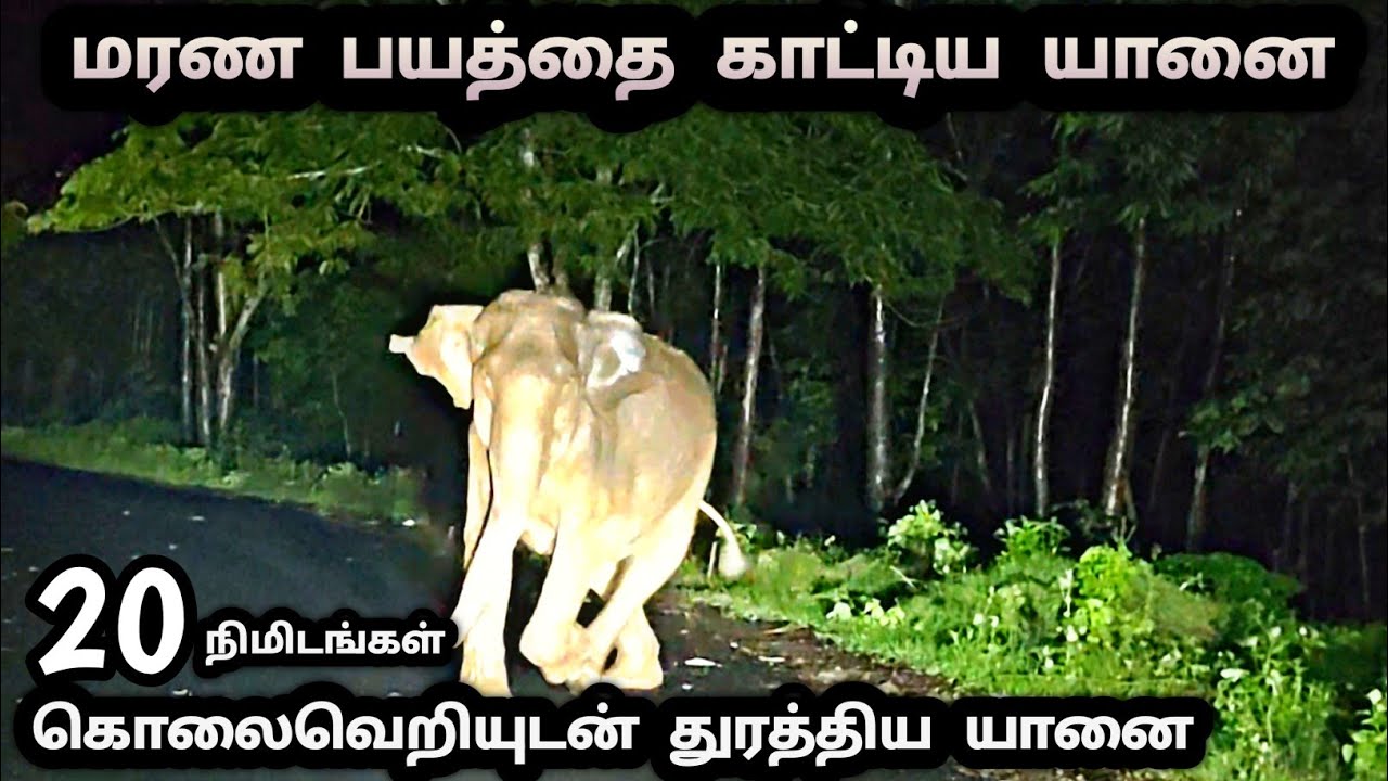 கொலைவெறியில் நடுரோட்டில் 20 நிமிடங்கள் வழிவிடாமல் துரத்திய காட்டு யானை திருநெல்லி வனச்சாலை கேரளா 