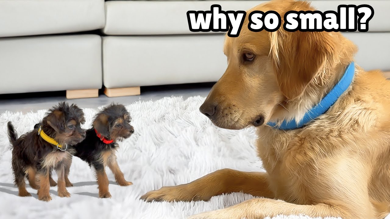 Golden Retriever Meets the Most Tiny Rescue Puppies for the First Time