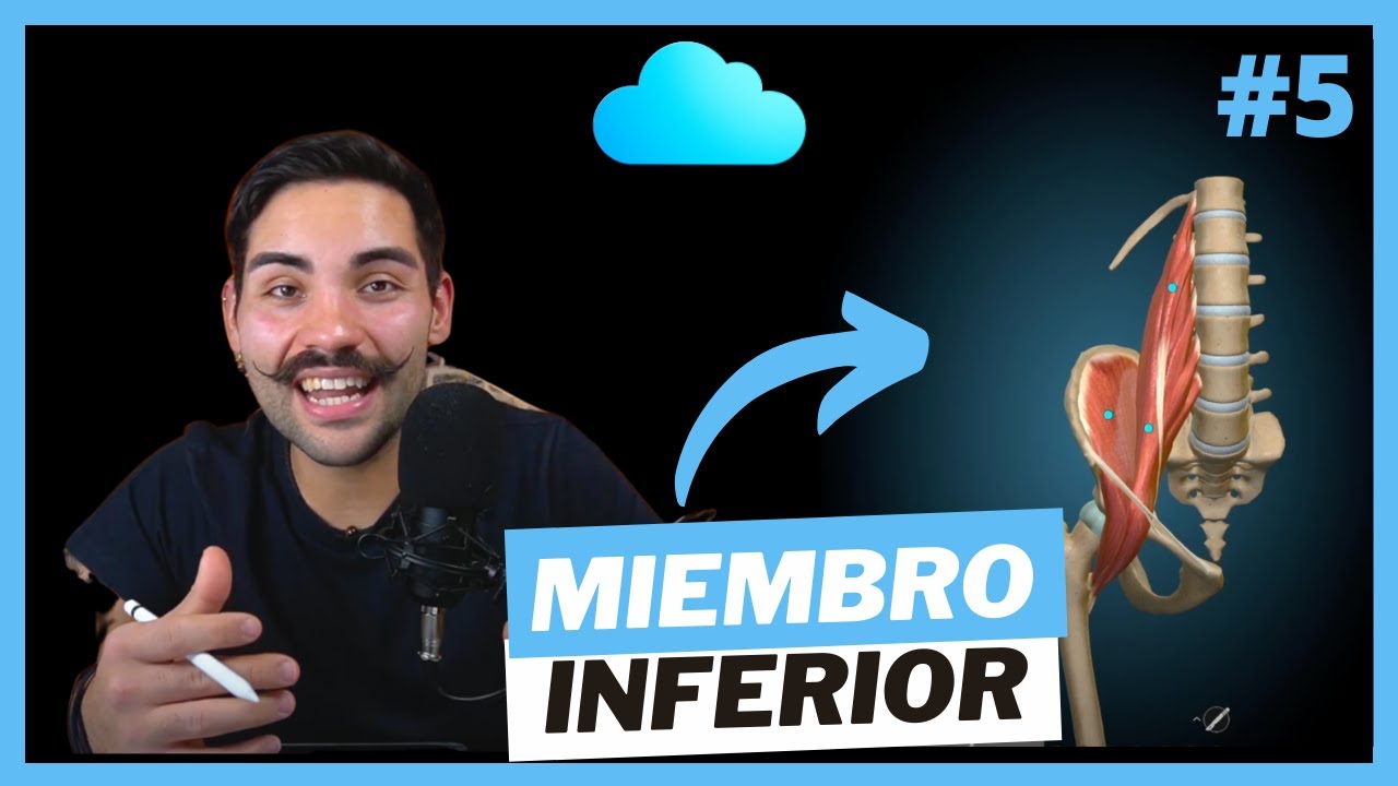 ANATOMIA MIEMBRO INFERIOR - HUESOS Y MÚSCULOS de Cadera, Pierna y Pie