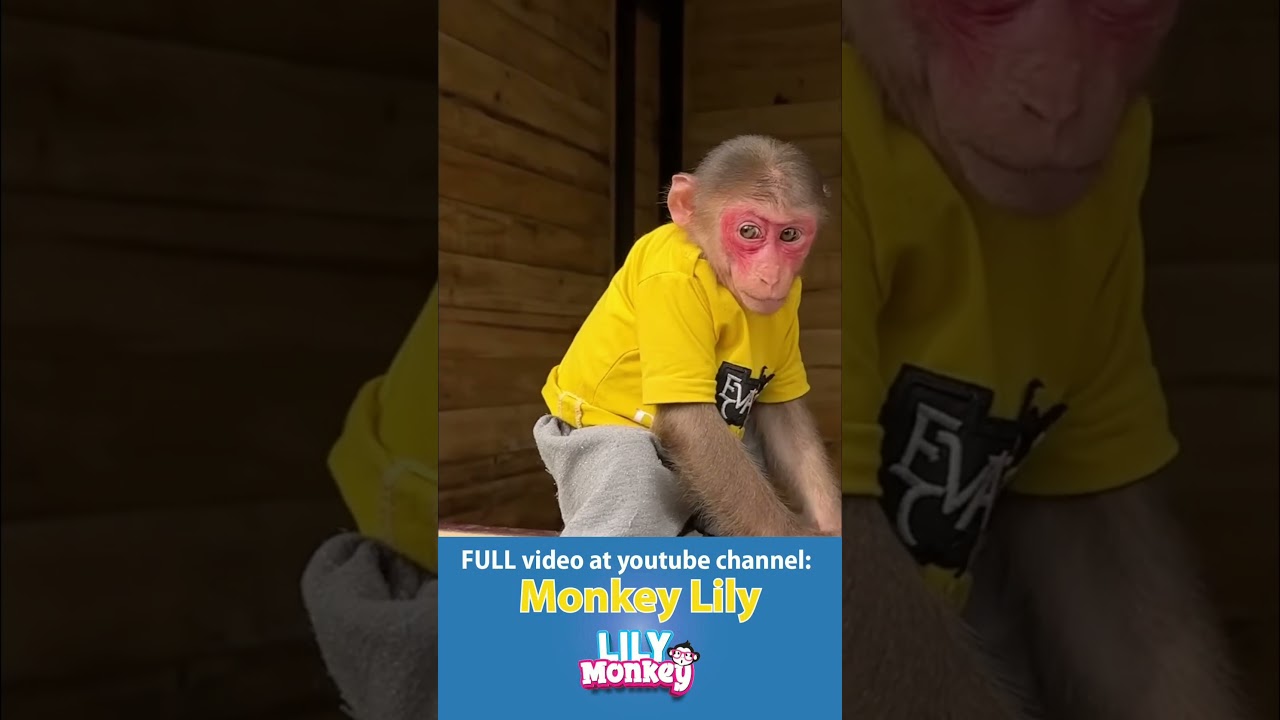 The daily life of this adorable monkey! 