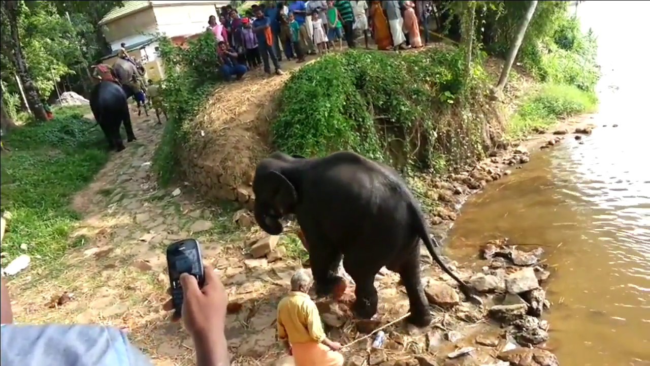 Kodanad Elephant Training Centre - Malayattoor