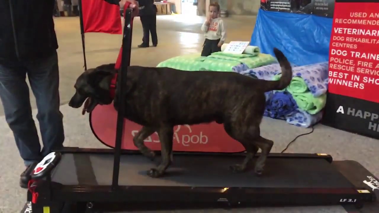 Dutch working dog on the dogPacer treadmill in Belgium.