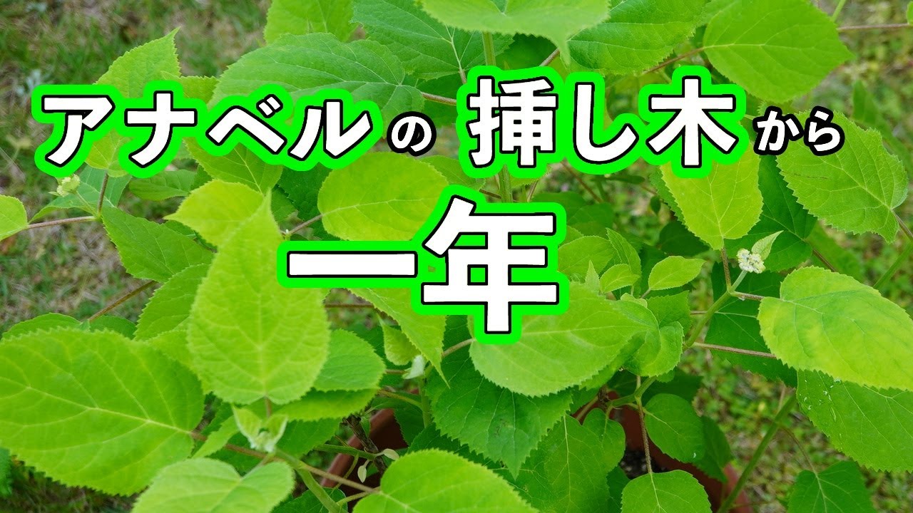 アジサイアナベルの挿し木をして１年経ち蕾がつきました