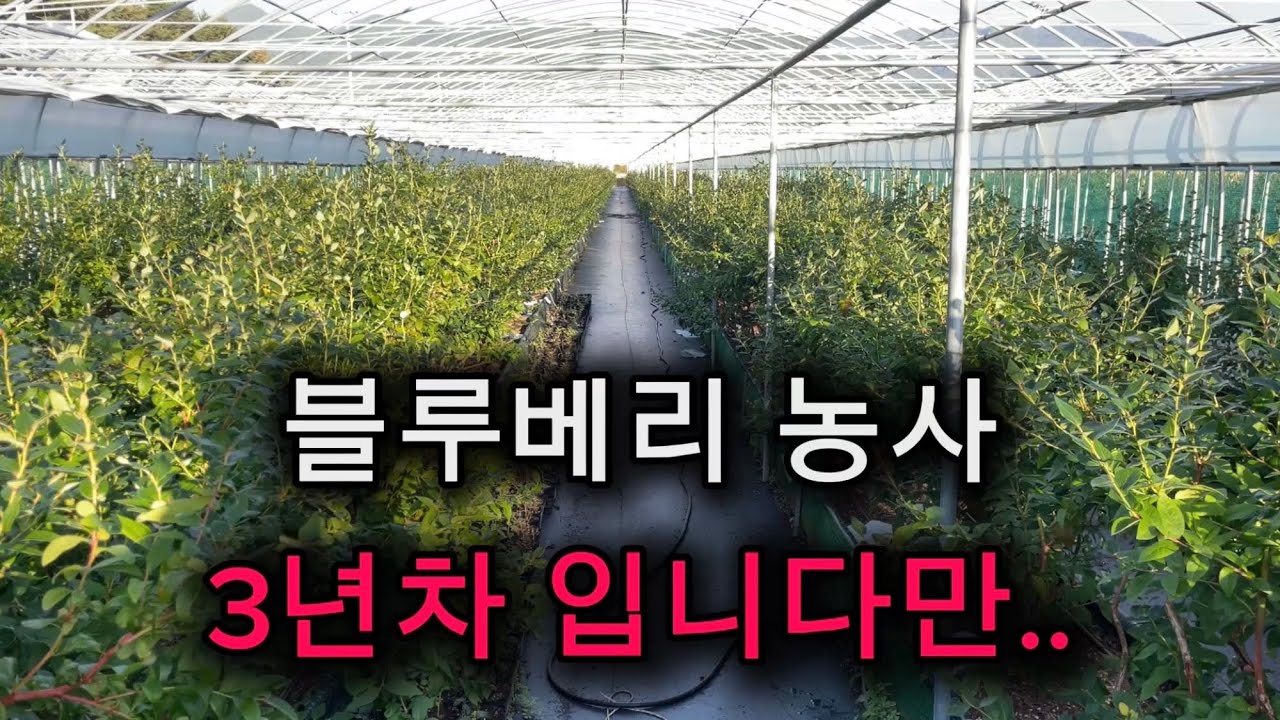 블루베리 농사 3년차의 현실적인 모습