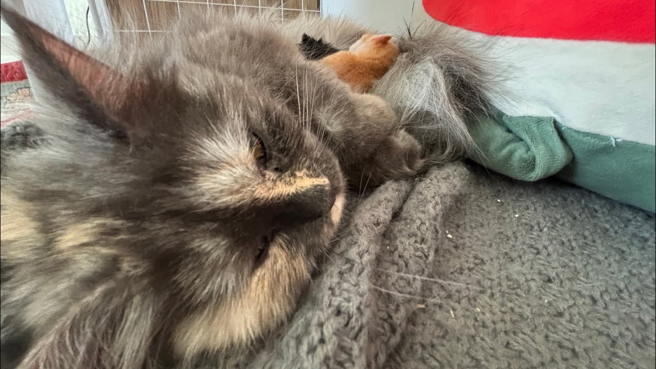 عيال لولو يشربون مليب من لولو، صارت اوم🥹🐱🐈