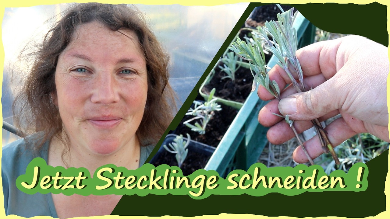 Stecklinge schneiden und Pflanzen vermehren im März