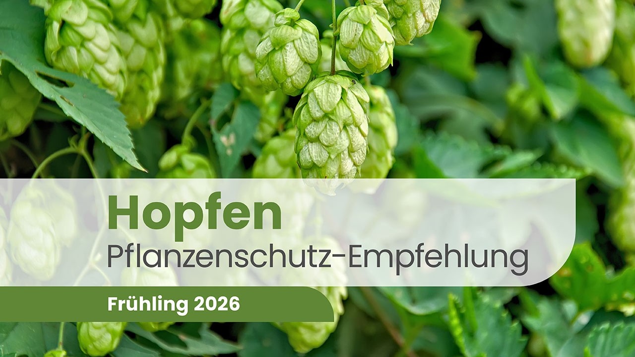 Hopfen 2026 – Echter & Falscher Mehltau, Insektizide & Pflanzengesundheit | Pflanzenschutz Beratung