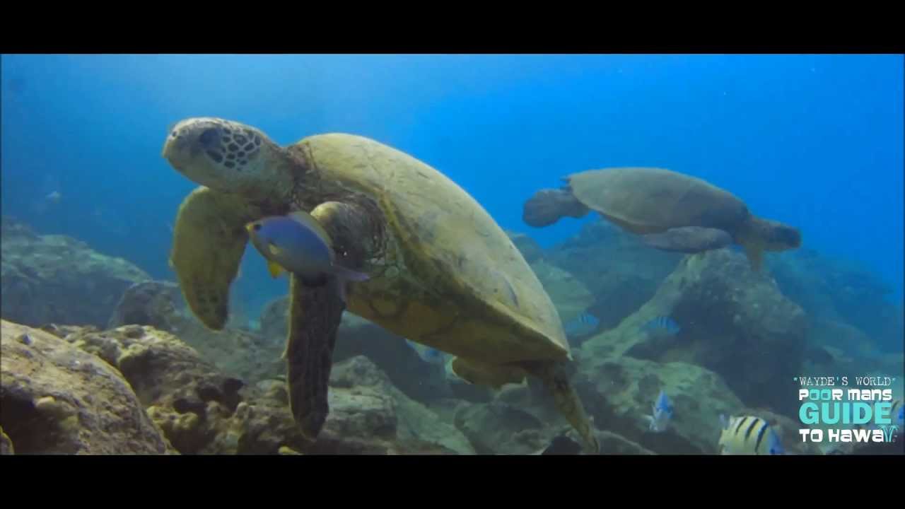 UNDER THE SEA HAWAII HD 