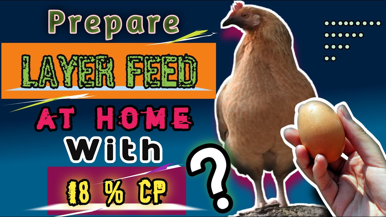 Layer feed formulation / How to prepare Layer feed/ Layer Phase 1 feed formulation