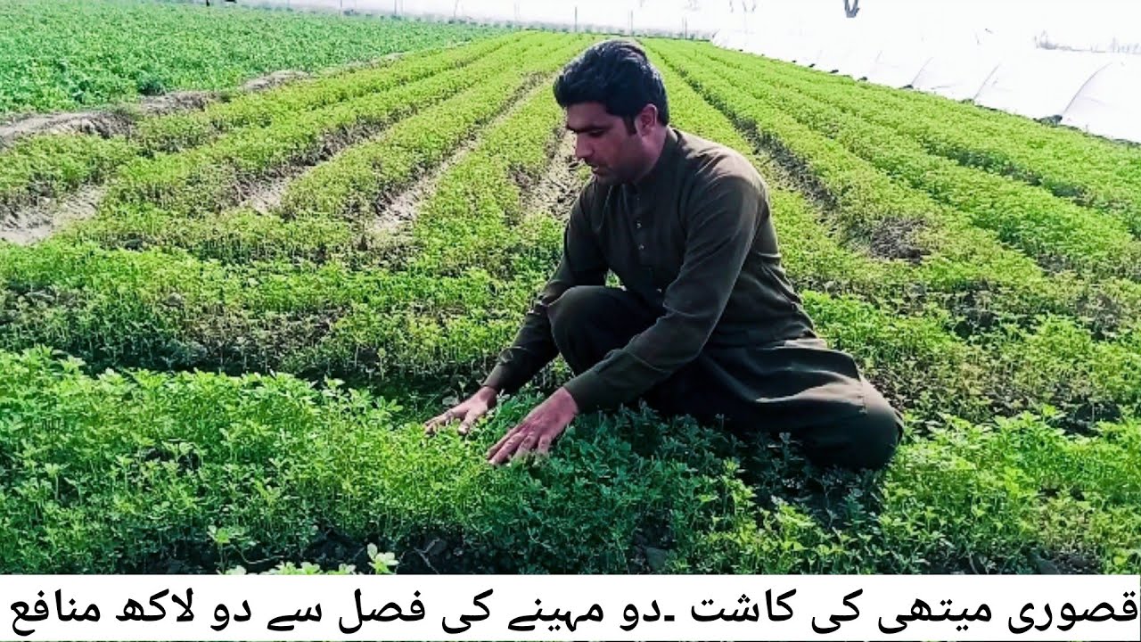 Methi (میتھی ) ki Kasht | How to Grow Fenugreek | Famous Kasuri Methi @Mudassarhanif87