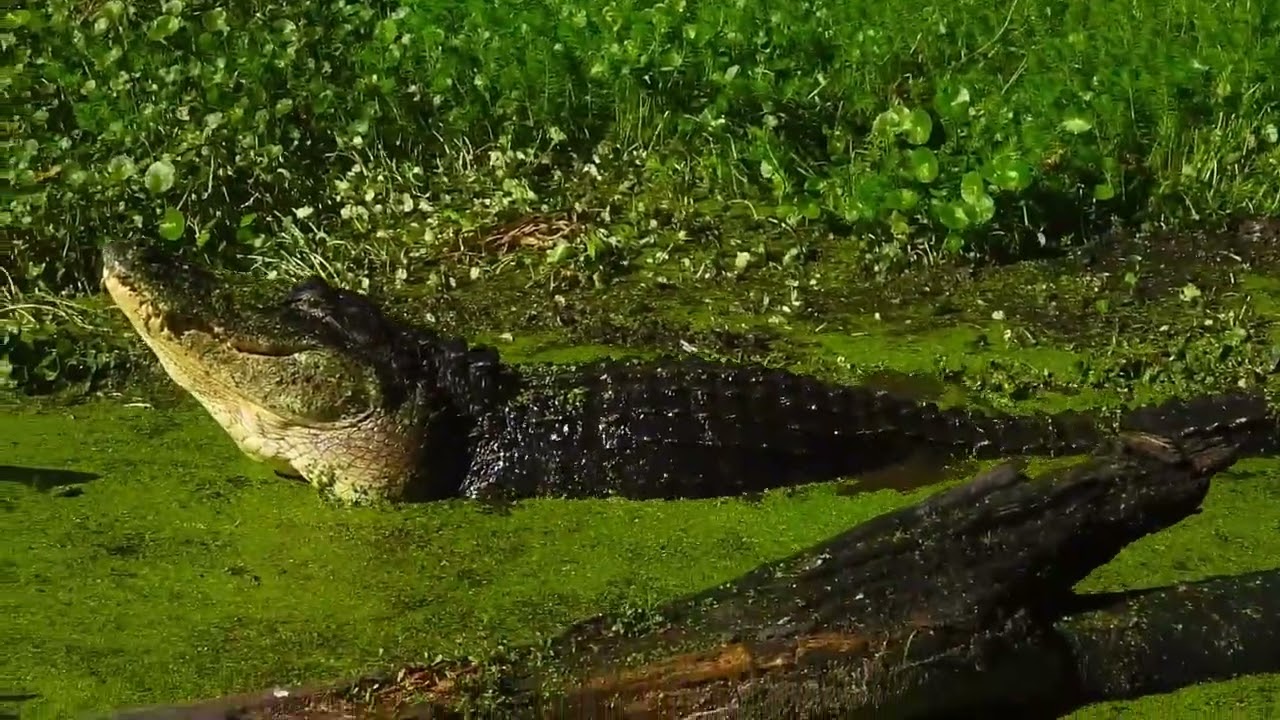 Alligator Bellowing  #circlebbarreserve #alligators #florida #wildlife #nature #animalphotographer
