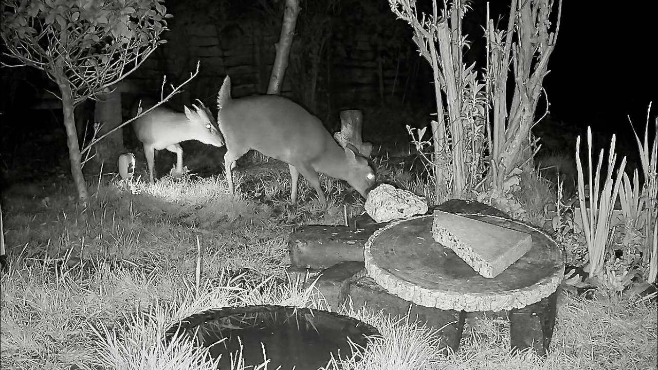 Wild Garden Diary March 2nd-3rd