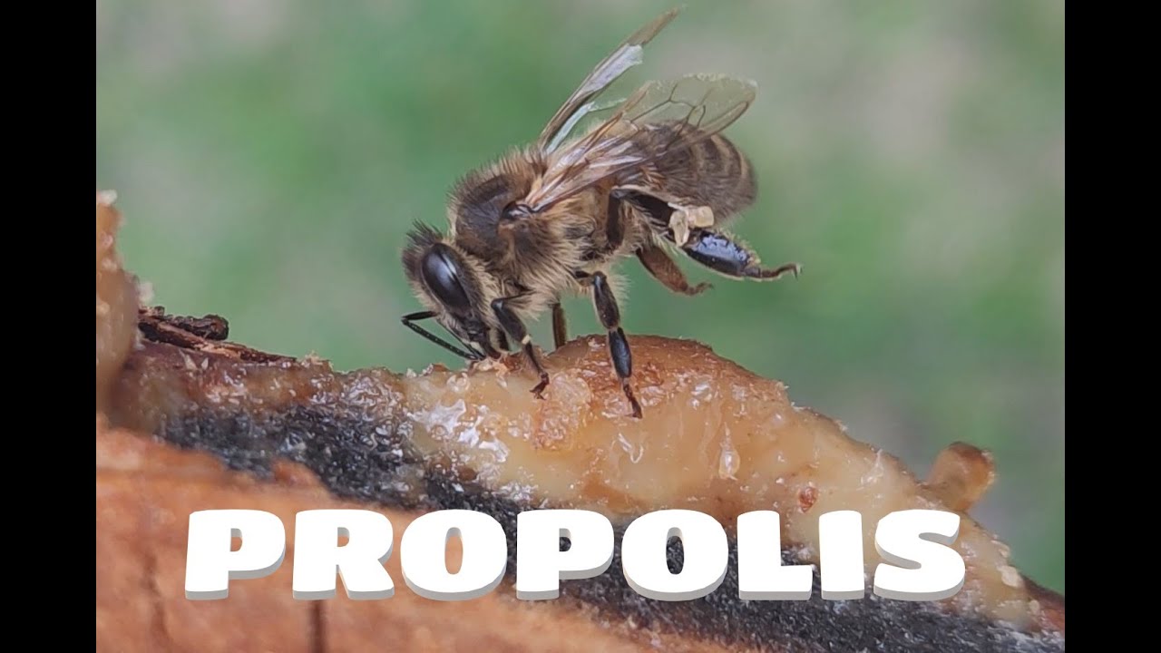 Unikalus bitės darbas: sakų rinkimas pikio gamybai. 4K.  How Do Honeybees Propolis.