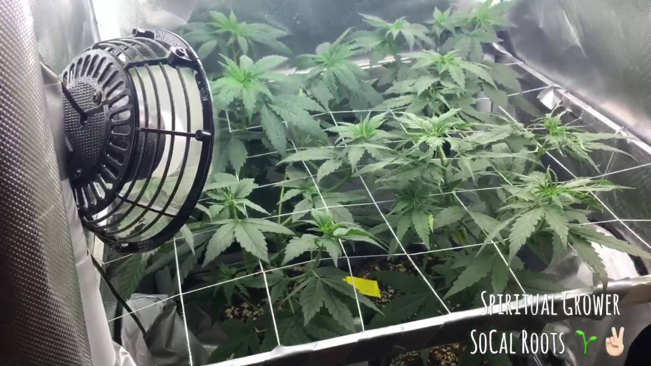 Cfl Grow Tent Week 4 Flowering Cheesecake
