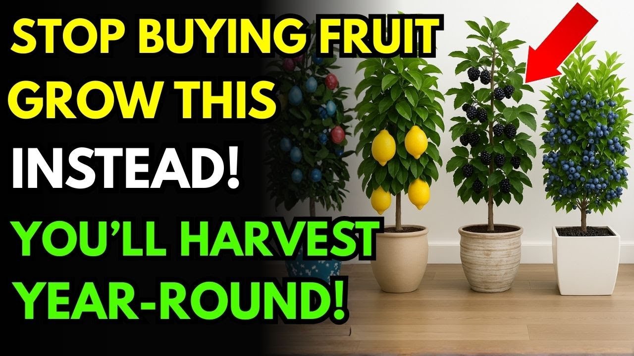 Top 11 Fruit Trees That Thrive in Pots and Small Spaces