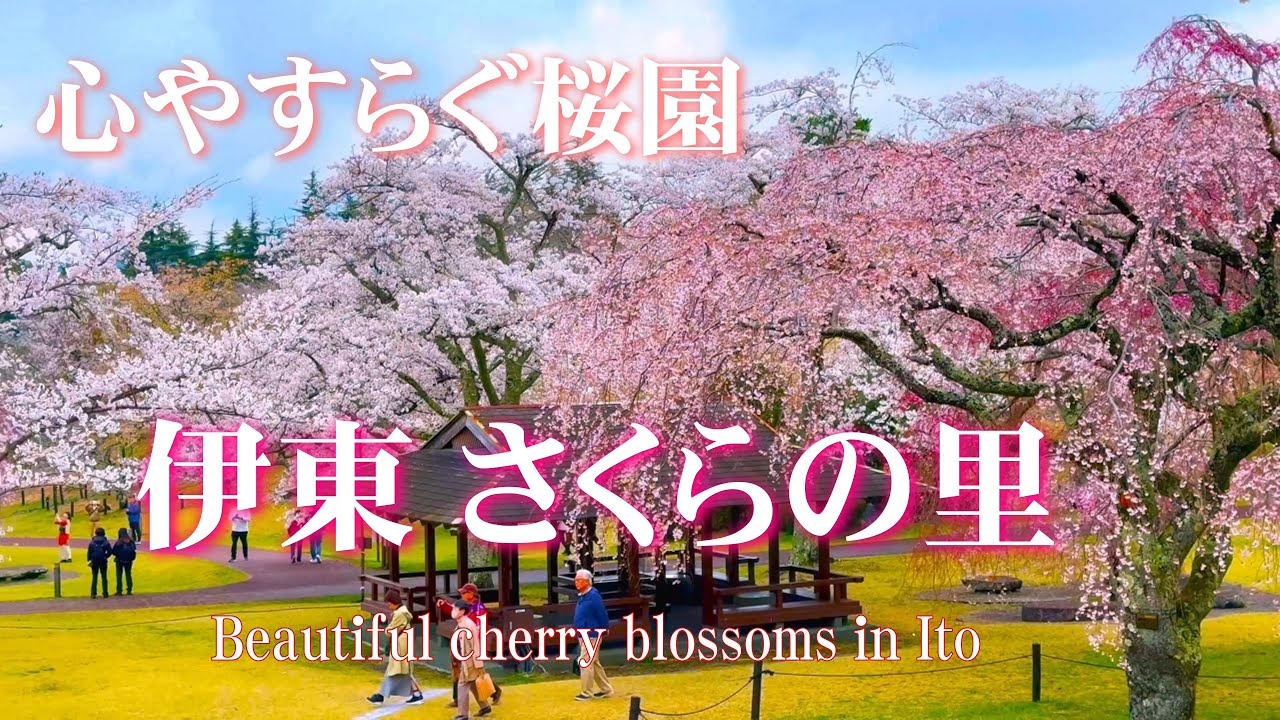 【伊豆・伊東】さくらの里！誰もが心地よく楽しめる桜園/Beautiful cherry blossom orchards in Ito City/日本の美しい発見@yasu-discover