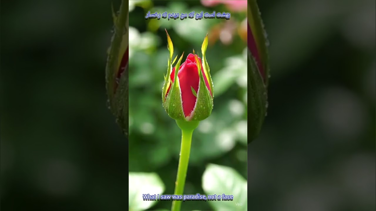 @NoorAlrahma_TDM