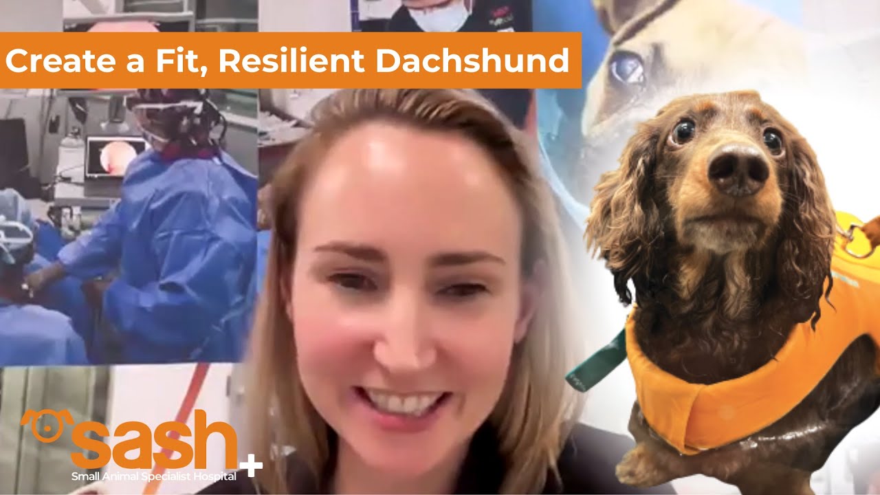 Building a Fit and Resilient Dachshund