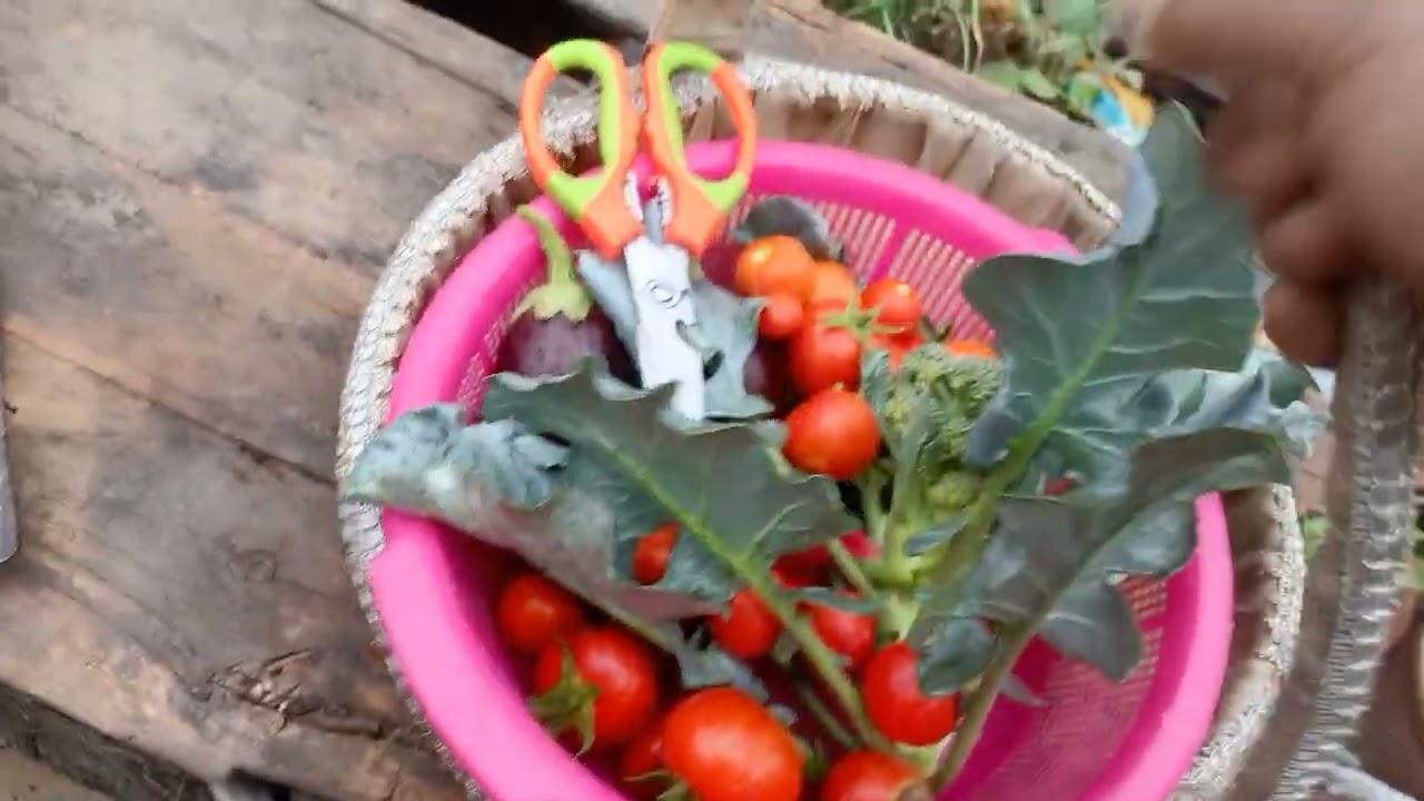 @baresh me sabzi harvest buht sari🍅🌶️🎃🌽🍆🥒🥔🧅🥦🍀🥬