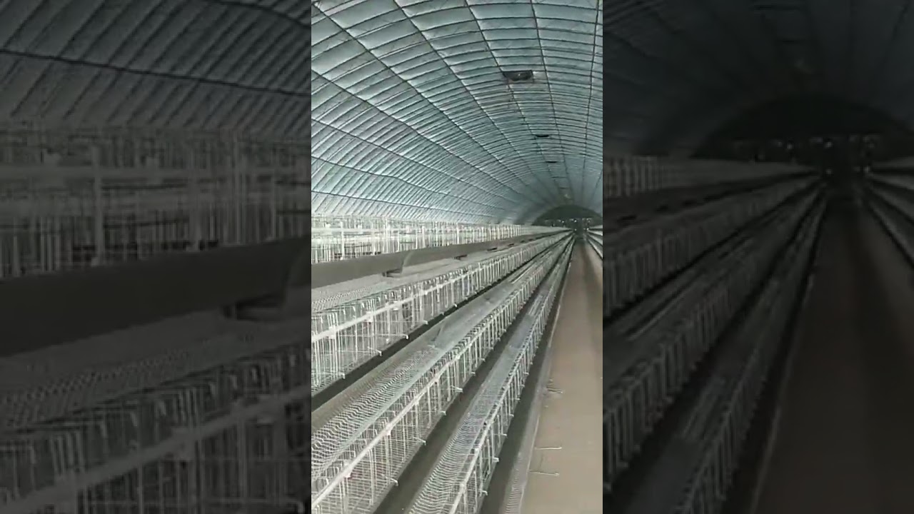 Automatic Layer Cages Egg Chicken Poultry Farm Battery Cages Provided Chicken Coop Q235 Steel Wire