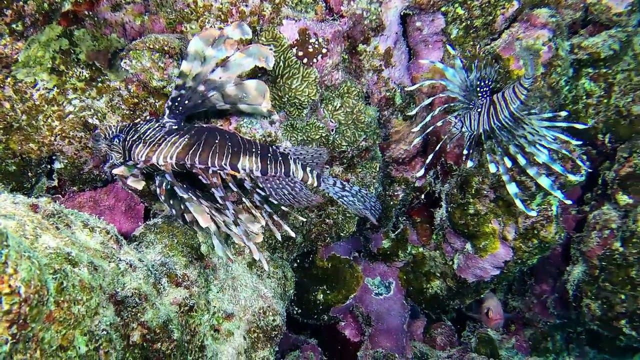 ABU DABBAD 3 MARSA ALAM EGYPTE octobre 2025