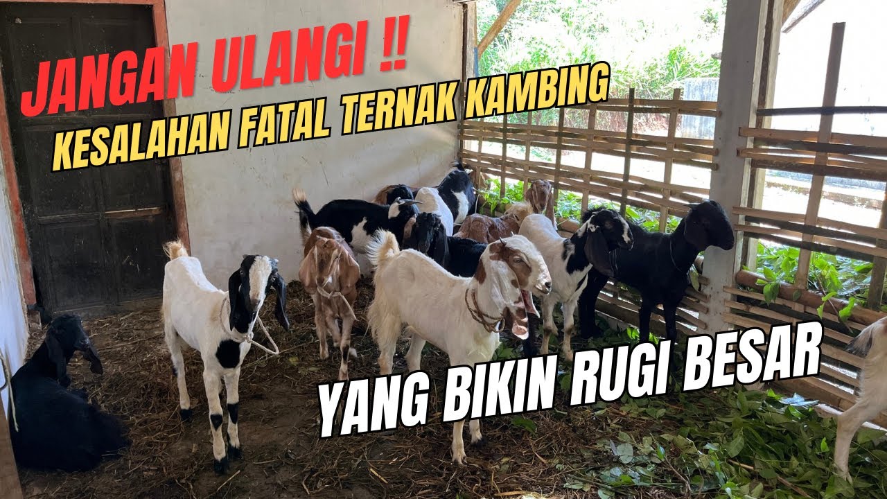 KUNCI SUKSES TERNAK !! PEMULA GAGAL TERNAK KAMBING