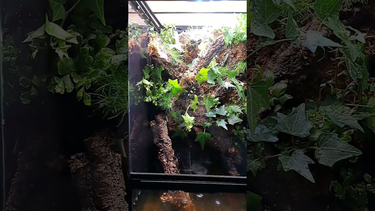 Exoterra 30×30×60 nystartat paludarium  det är ännu tomt , men det kommer ...
