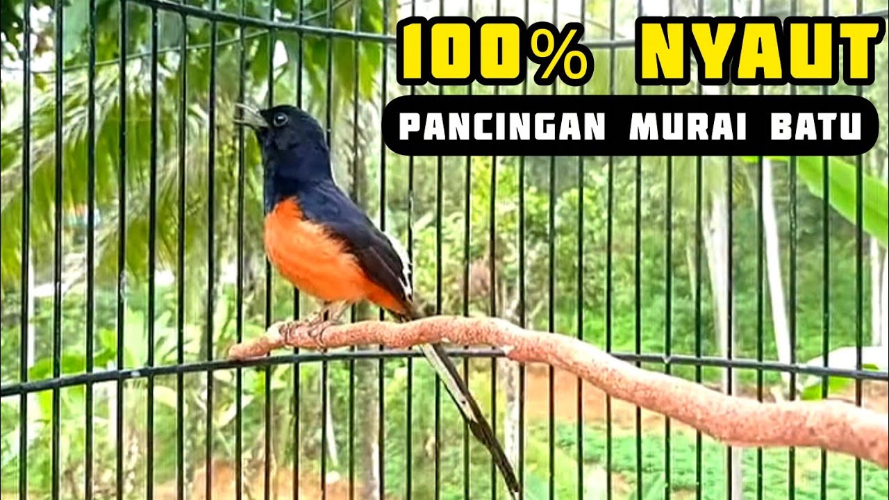 Pancingan murai batu ngeplong #pancinganampuh #pancinganmuraingeplong #murai