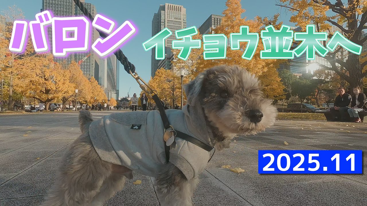 バロン、イチョウ並木を見に行く