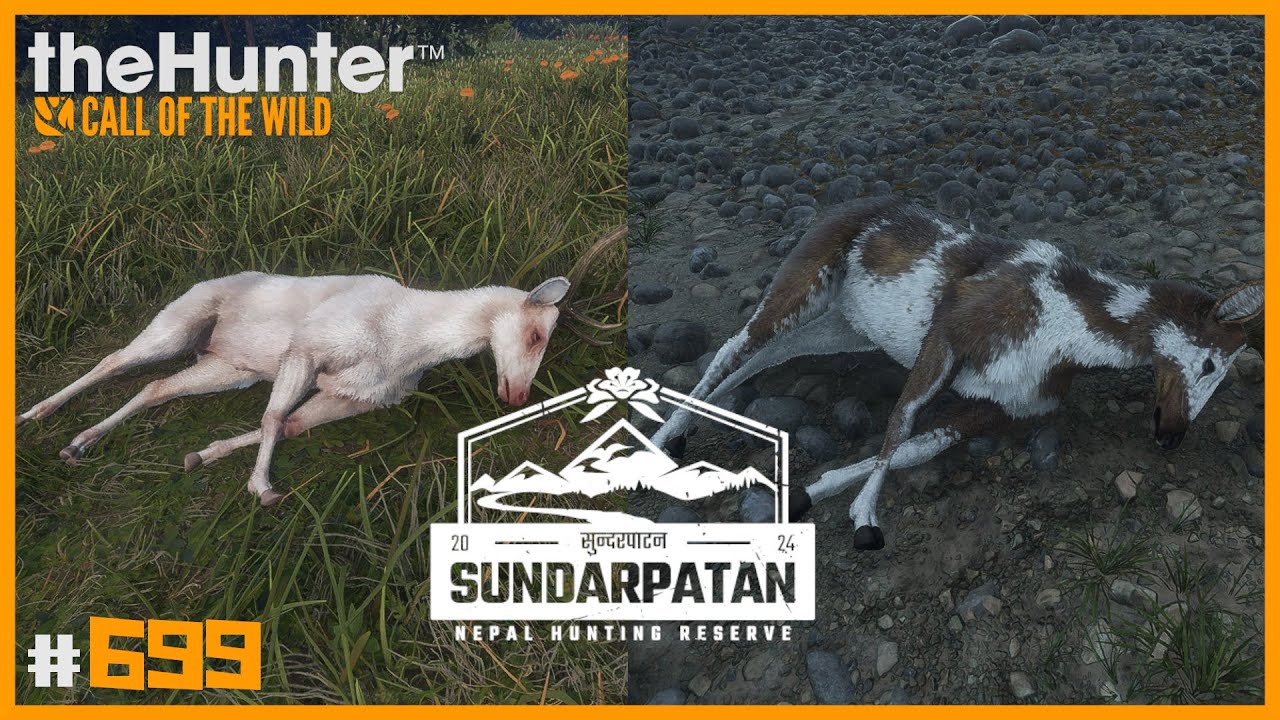 ALBINO Y HARINOSO DE CIERVO DEL PANTANO (BARASINGHA) | 🦌theHunter: CotW #699