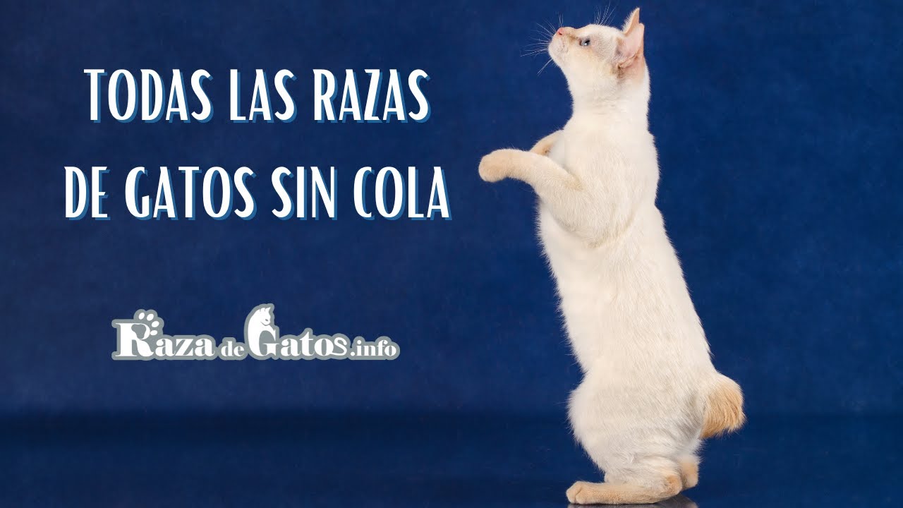 Todas las Razas de Gatos sin Cola