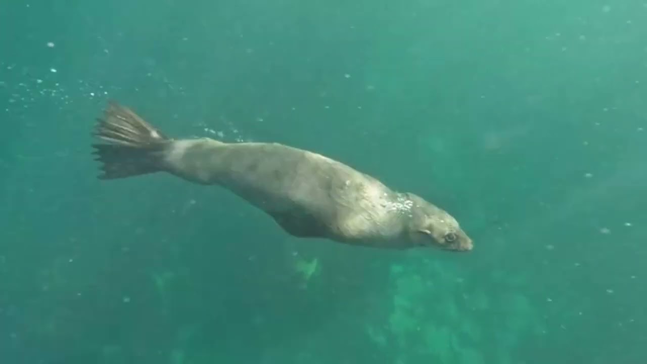 Duiker Island. Cape Town. South Africa.